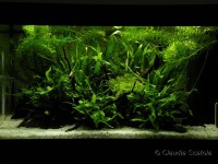/album/i-miei-acquari1/acquario-microsorum-e-vesicularia-montagnei-jpg/